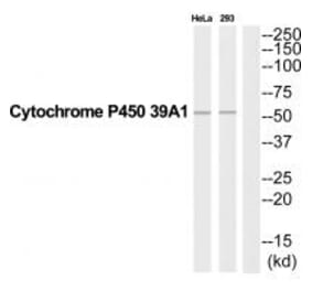 Western blot - CYP39A1 Antibody from Signalway Antibody (35272) - Antibodies.com