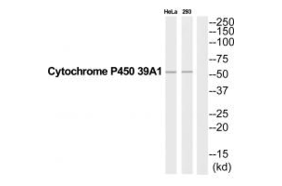 Western blot - CYP39A1 Antibody from Signalway Antibody (35272) - Antibodies.com