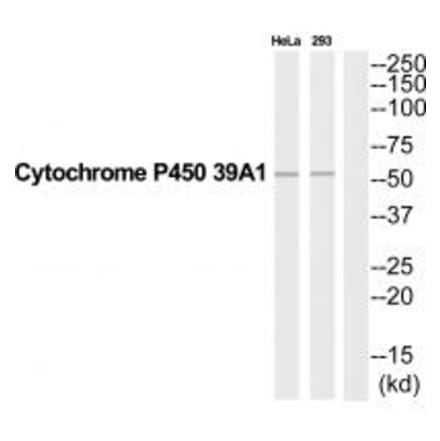 Western blot - CYP39A1 Antibody from Signalway Antibody (35272) - Antibodies.com
