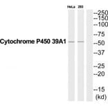 Western blot - CYP39A1 Antibody from Signalway Antibody (35272) - Antibodies.com