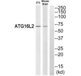 Western blot - ATG16L2 Antibody from Signalway Antibody (35316) - Antibodies.com