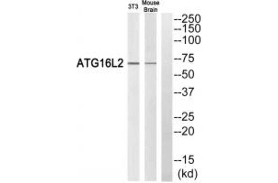 Western blot - ATG16L2 Antibody from Signalway Antibody (35316) - Antibodies.com