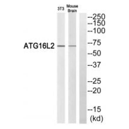 Western blot - ATG16L2 Antibody from Signalway Antibody (35316) - Antibodies.com