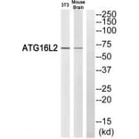 Western blot - ATG16L2 Antibody from Signalway Antibody (35316) - Antibodies.com