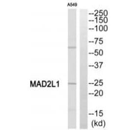 Western blot - MAD2L1 Antibody from Signalway Antibody (35330) - Antibodies.com