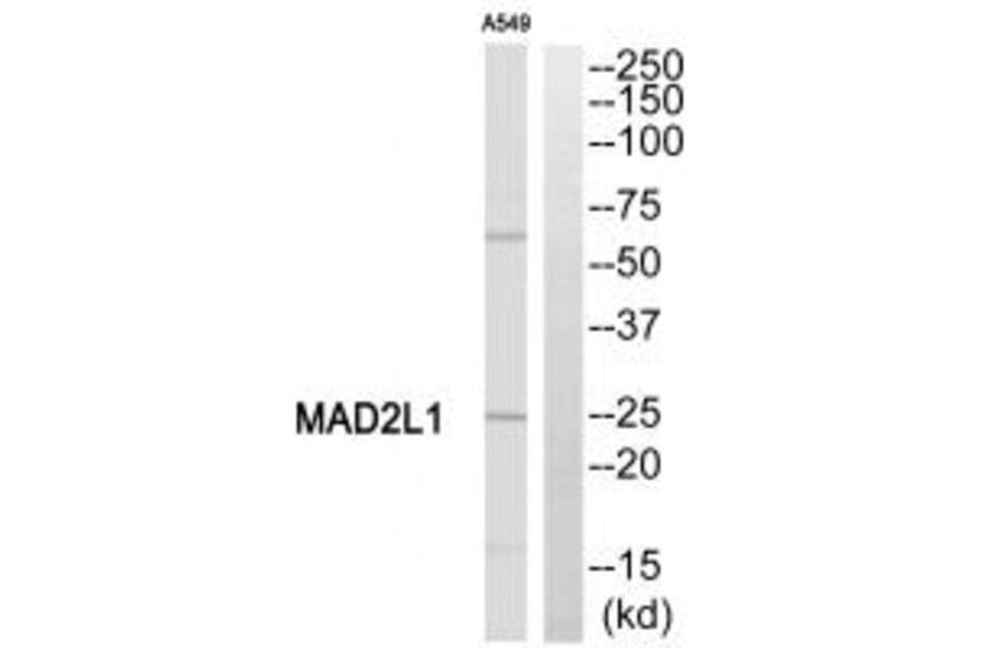 Western blot - MAD2L1 Antibody from Signalway Antibody (35330) - Antibodies.com