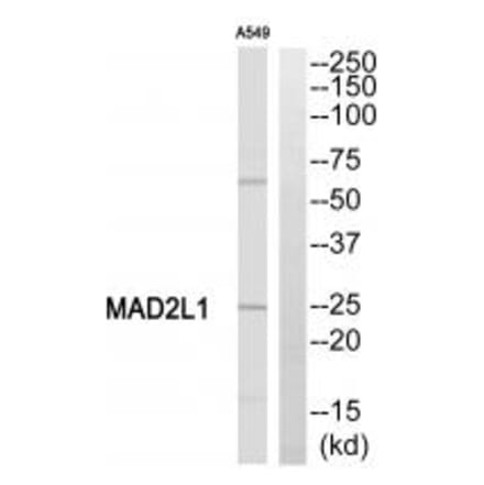Western blot - MAD2L1 Antibody from Signalway Antibody (35330) - Antibodies.com
