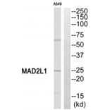 Western blot - MAD2L1 Antibody from Signalway Antibody (35330) - Antibodies.com