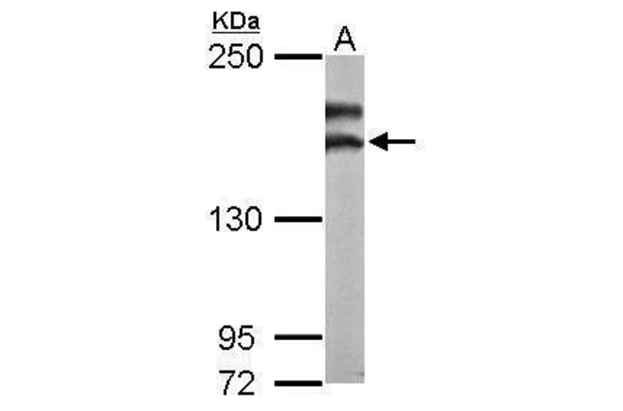 NMDAR2B Antibody from Signalway Antibody (35467) - Antibodies.com