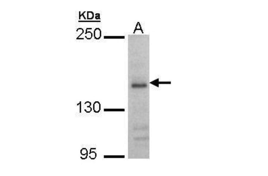 NMDAR2B Antibody from Signalway Antibody (35467) - Antibodies.com