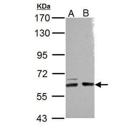 ARHGEF9 Antibody from Signalway Antibody (35472) - Antibodies.com