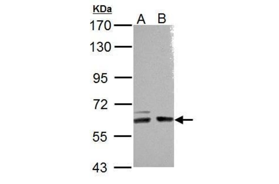 ARHGEF9 Antibody from Signalway Antibody (35472) - Antibodies.com