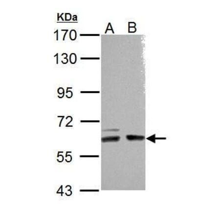 ARHGEF9 Antibody from Signalway Antibody (35472) - Antibodies.com