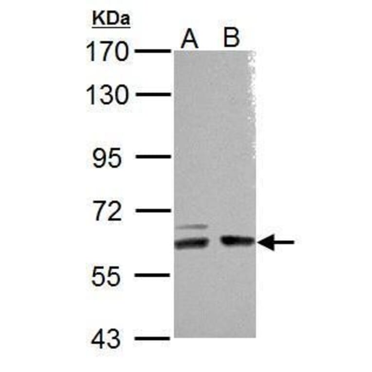 ARHGEF9 Antibody from Signalway Antibody (35472) - Antibodies.com