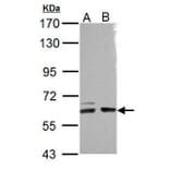 ARHGEF9 Antibody from Signalway Antibody (35472) - Antibodies.com