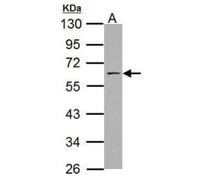 SSH3BP1 Antibody from Signalway Antibody (35489) - Antibodies.com