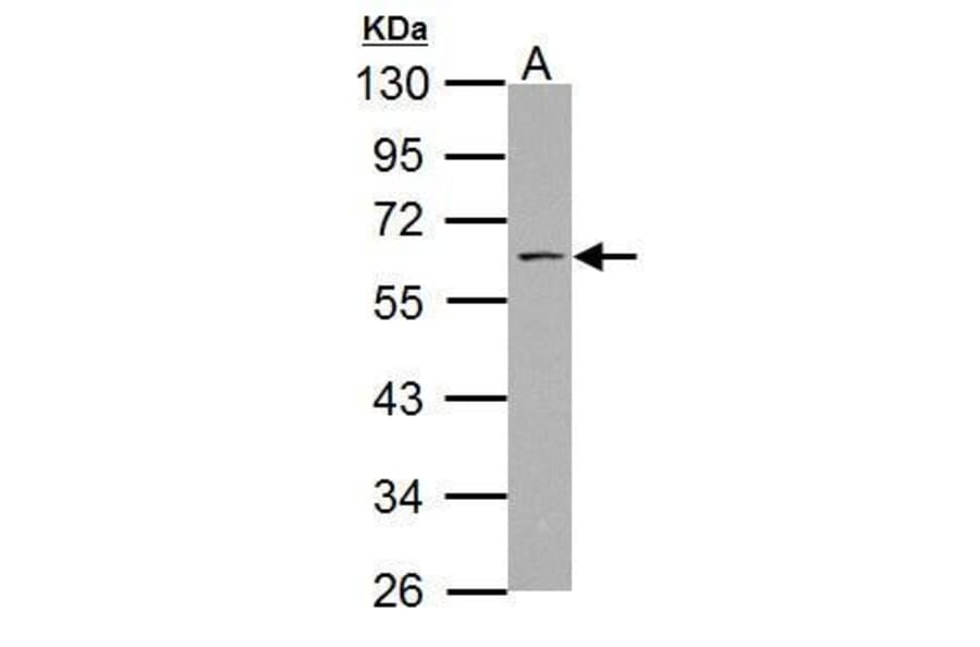 SSH3BP1 Antibody from Signalway Antibody (35489) - Antibodies.com
