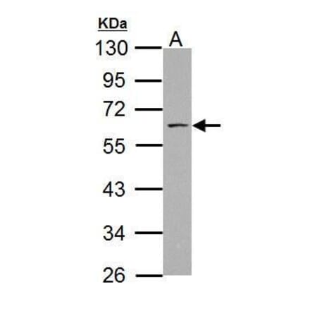 SSH3BP1 Antibody from Signalway Antibody (35489) - Antibodies.com