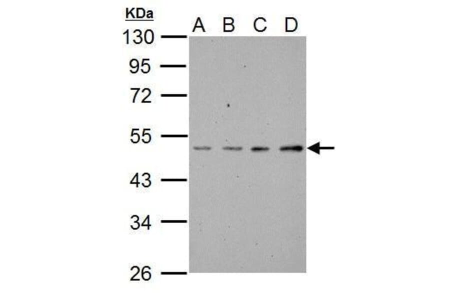 SSH3BP1 Antibody from Signalway Antibody (35489) - Antibodies.com