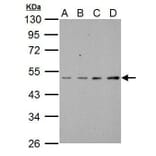 SSH3BP1 Antibody from Signalway Antibody (35489) - Antibodies.com