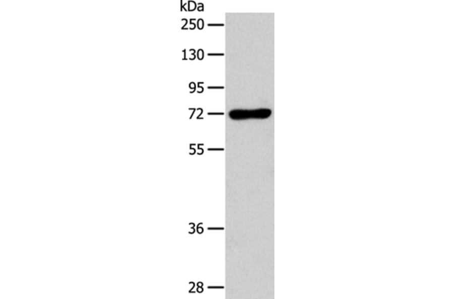 IL18RAP Antibody from Signalway Antibody (35987) - Antibodies.com