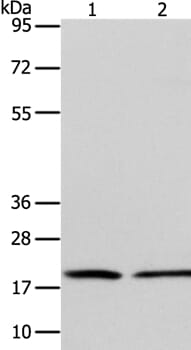 Gel: 15+12% SDS-PAGE Lysates (from left to right): Jurkat and RAW264.7 cell Amount of lysate: 40ug per lane Primary antibody: 1/600 dilution Secondary antibody dilution: 1/8000 Exposure time: 1 minute