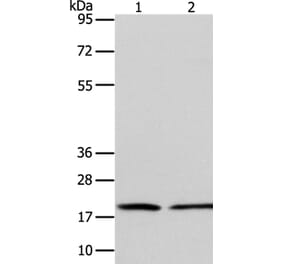 ANAPC13 Antibody from Signalway Antibody (36114) - Antibodies.com