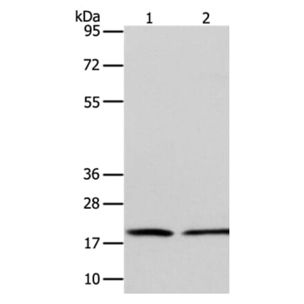 ANAPC13 Antibody from Signalway Antibody (36114) - Antibodies.com