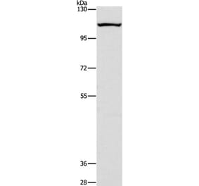 CAPRIN1 Antibody from Signalway Antibody (36227) - Antibodies.com