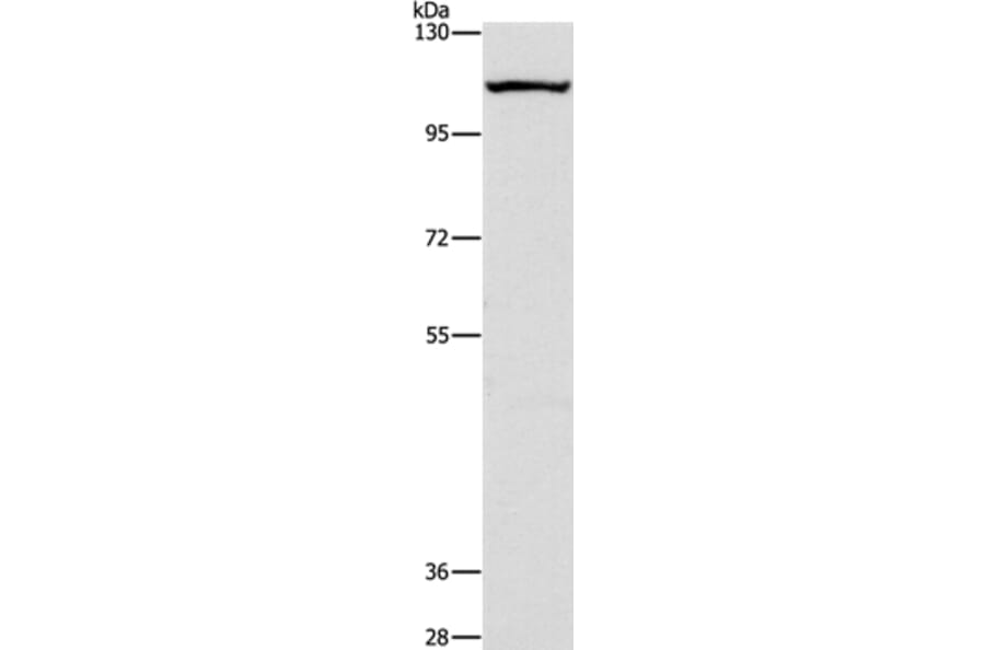 CAPRIN1 Antibody from Signalway Antibody (36227) - Antibodies.com