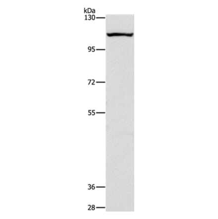 CAPRIN1 Antibody from Signalway Antibody (36227) - Antibodies.com