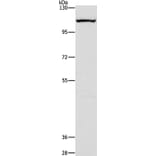 CAPRIN1 Antibody from Signalway Antibody (36227) - Antibodies.com