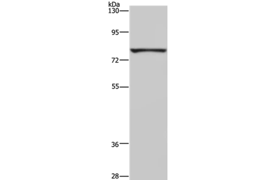 FASTKD3 Antibody from Signalway Antibody (36471) - Antibodies.com