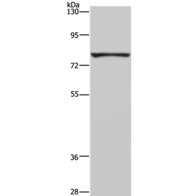 FASTKD3 Antibody from Signalway Antibody (36471) - Antibodies.com
