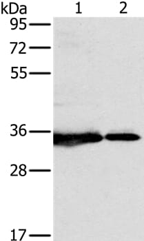 Gel: 8% SDS-PAGE Lysates (from left to right): 231 and Jurkat cell Amount of lysate: 40ug per lane Primary antibody: 1/500 dilution Secondary antibody dilution: 1/8000 Exposure time: 20 seconds