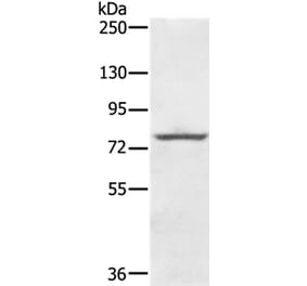 KIRREL2 Antibody from Signalway Antibody (36653) - Antibodies.com