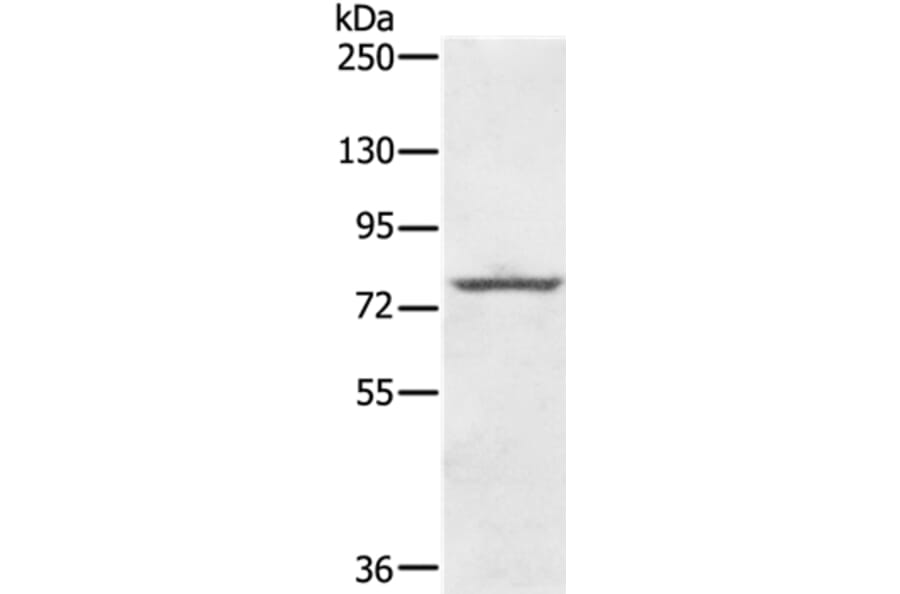 KIRREL2 Antibody from Signalway Antibody (36653) - Antibodies.com