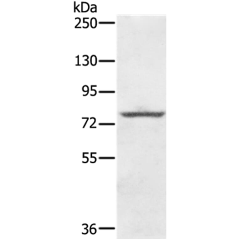 KIRREL2 Antibody from Signalway Antibody (36653) - Antibodies.com