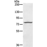 KIRREL2 Antibody from Signalway Antibody (36653) - Antibodies.com