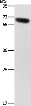 Gel: 10% SDS-PAGE Lysates (from left to right): Human placenta tissue Amount of lysate: 40ug per lane Primary antibody: 1/88 dilution Secondary antibody dilution: 1/8000 Exposure time: 1 minute
