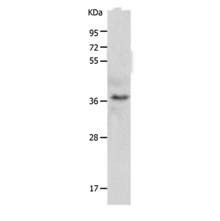 C1QTNF5 Antibody from Signalway Antibody (36979) - Antibodies.com