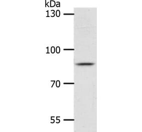 ANKRD28 Antibody from Signalway Antibody (37103) - Antibodies.com