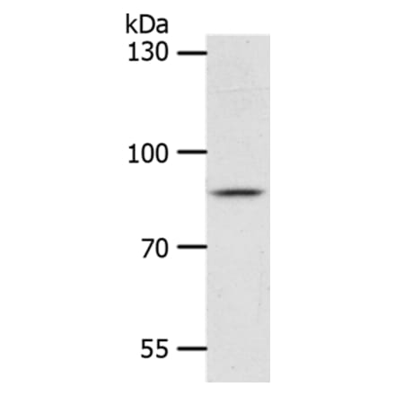 ANKRD28 Antibody from Signalway Antibody (37103) - Antibodies.com