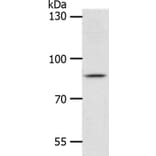 ANKRD28 Antibody from Signalway Antibody (37103) - Antibodies.com