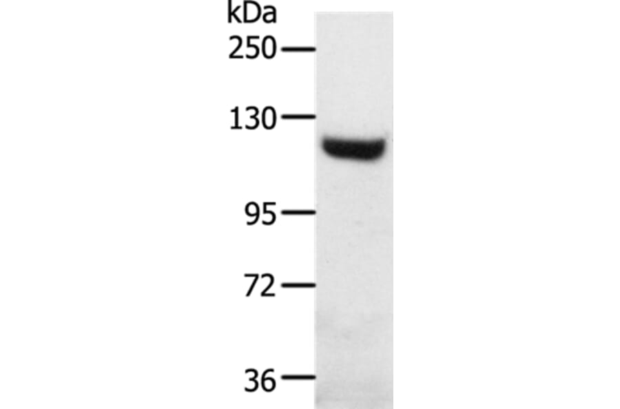 SLC24A1 Antibody from Signalway Antibody (37245) - Antibodies.com