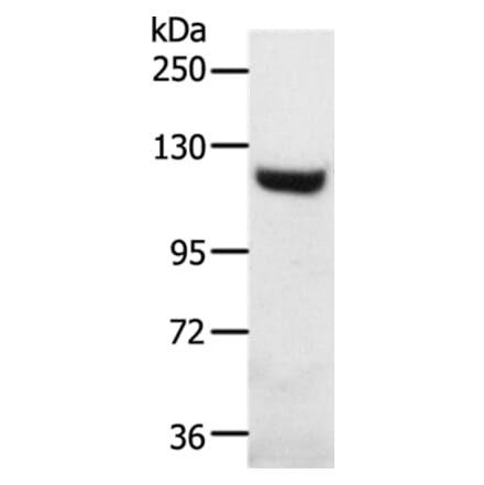 SLC24A1 Antibody from Signalway Antibody (37245) - Antibodies.com