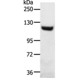 SLC24A1 Antibody from Signalway Antibody (37245) - Antibodies.com