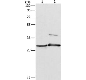 APOBEC2 Antibody from Signalway Antibody (37337) - Antibodies.com