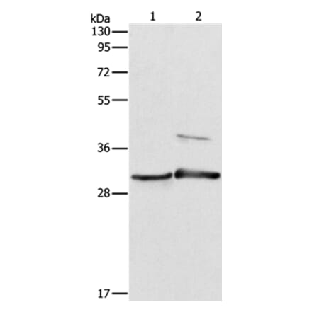 APOBEC2 Antibody from Signalway Antibody (37337) - Antibodies.com