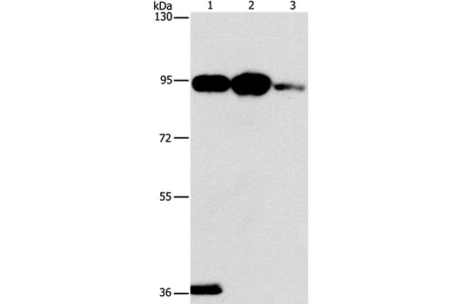 PLA2G4B Antibody from Signalway Antibody (37499) - Antibodies.com